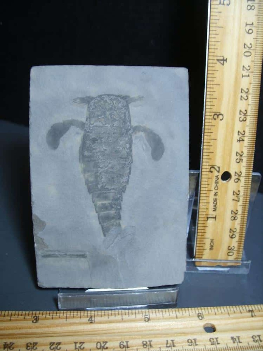 Eurypterids (Sea Scorpions) StonesBones | Eurypterid Specimen (012024N) - The Stones & Bones Collection