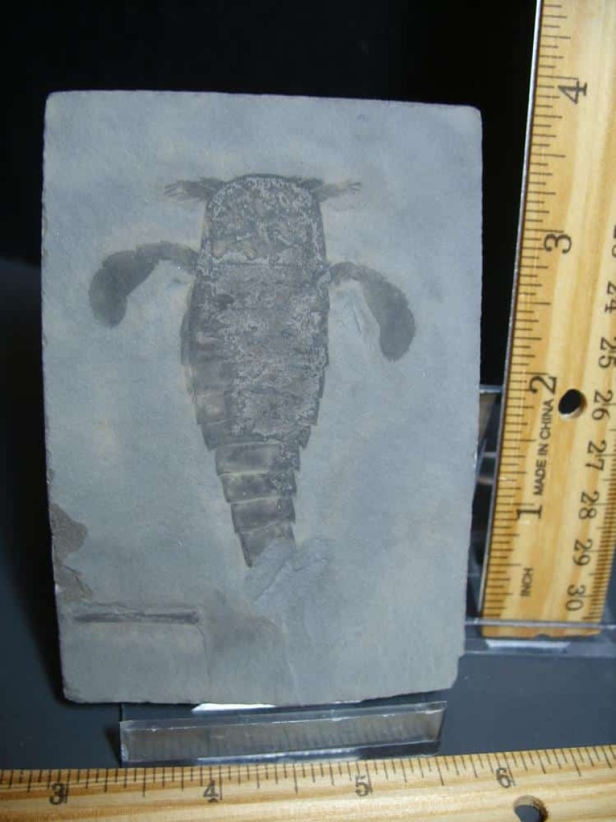 Eurypterids (Sea Scorpions) StonesBones | Eurypterid Specimen (012024N) - The Stones & Bones Collection