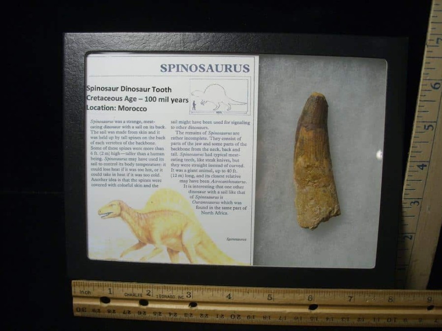 Dinosaur Claws & Teeth StonesBones | Large Authentic Spinosaurus Dinosaur Tooth (122823R) - The Stones & Bones Collection