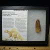 Dinosaur Claws & Teeth StonesBones | Large Authentic Spinosaurus Dinosaur Tooth (110123H) - The Stones & Bones Collection