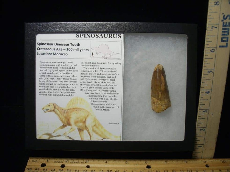 Dinosaur Claws & Teeth StonesBones | Large Authentic Spinosaurus Dinosaur Tooth (110123H) - The Stones & Bones Collection