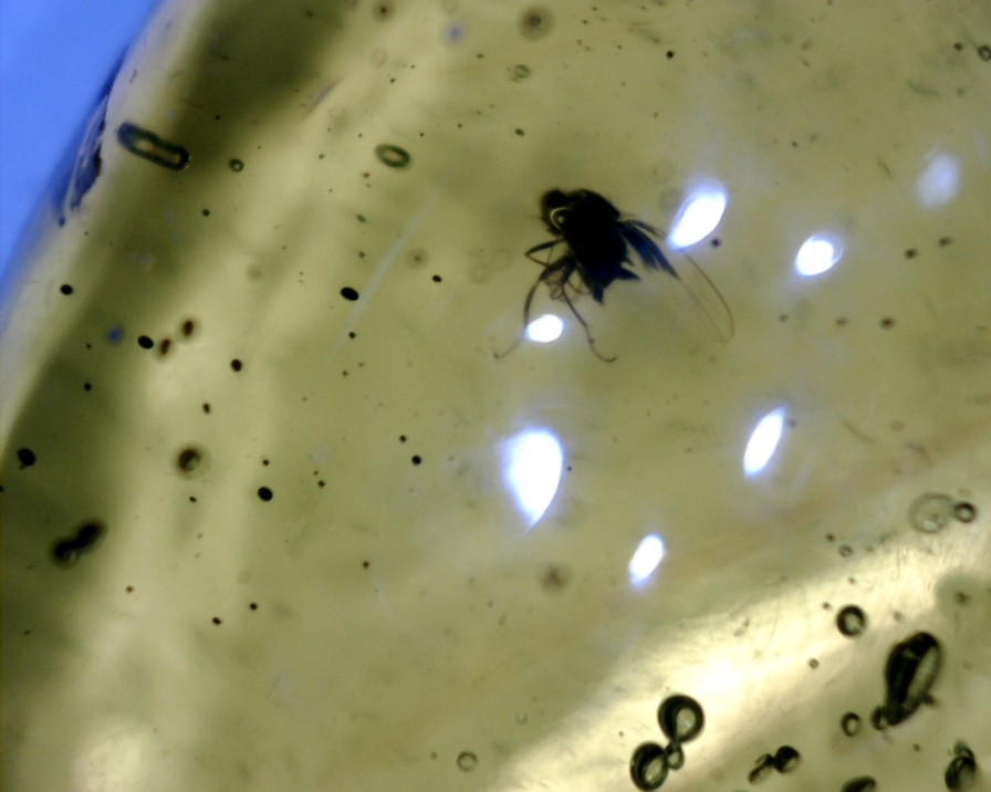 Amber StonesBones | Dominican Amber Specimen With Fly (060123C) - The Stones & Bones Collection