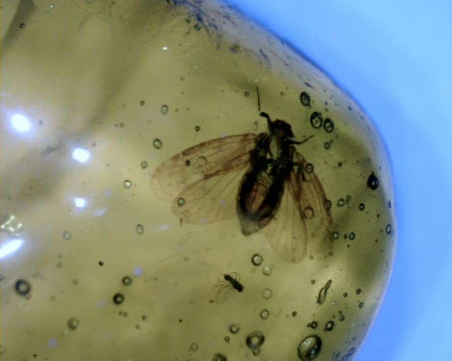 Amber StonesBones | Dominican Amber Specimen With Fly (032023J) - The Stones & Bones Collection