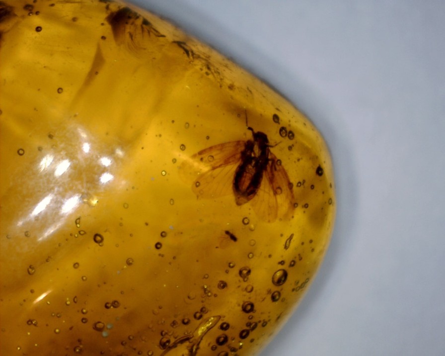 Amber StonesBones | Dominican Amber Specimen With Fly (032023J) - The Stones & Bones Collection