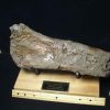 Dinosaurs Bones StonesBones | Hadrosaur Dinosaur Partial Femur (102223D) - The Stones & Bones Collection