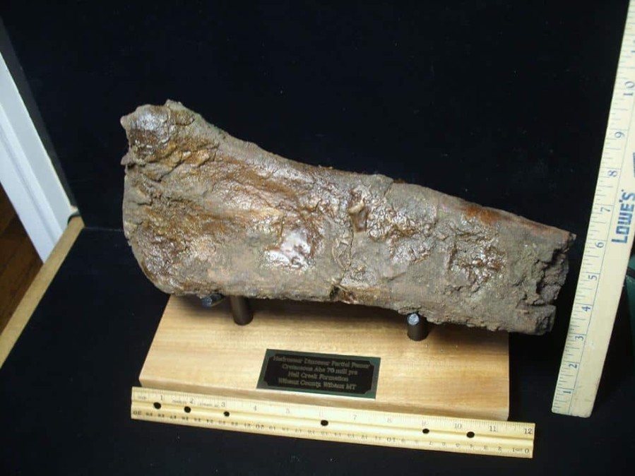 Dinosaurs Bones StonesBones | Hadrosaur Dinosaur Partial Femur (102223D) - The Stones & Bones Collection