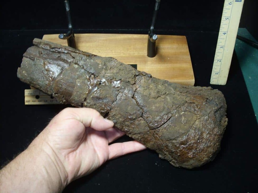 Dinosaurs Bones StonesBones | Hadrosaur Dinosaur Partial Femur (102223D) - The Stones & Bones Collection