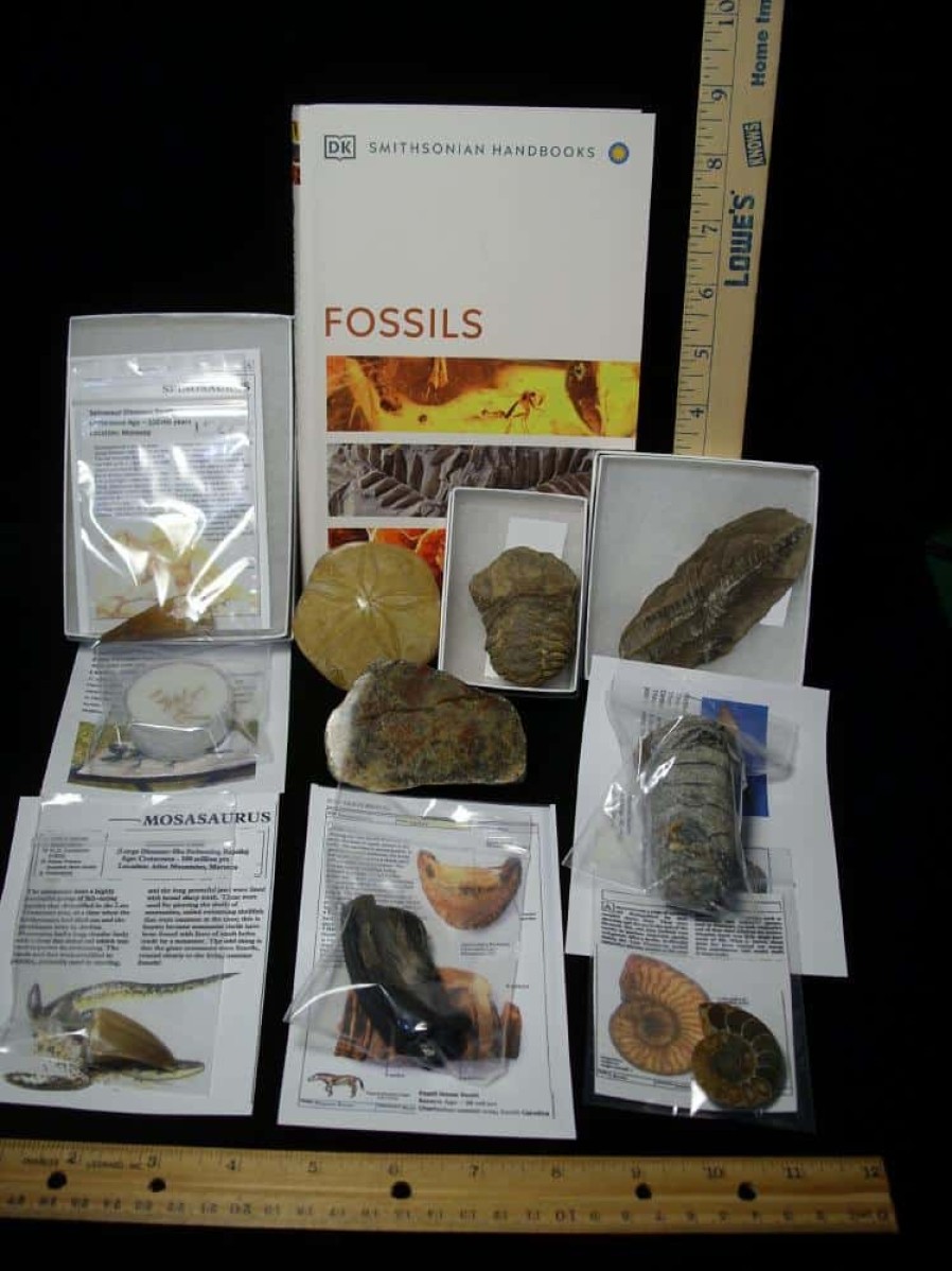 Collection Kits StonesBones | #11 Beginners Fossil Kit (063923D) - The Stones & Bones Collection