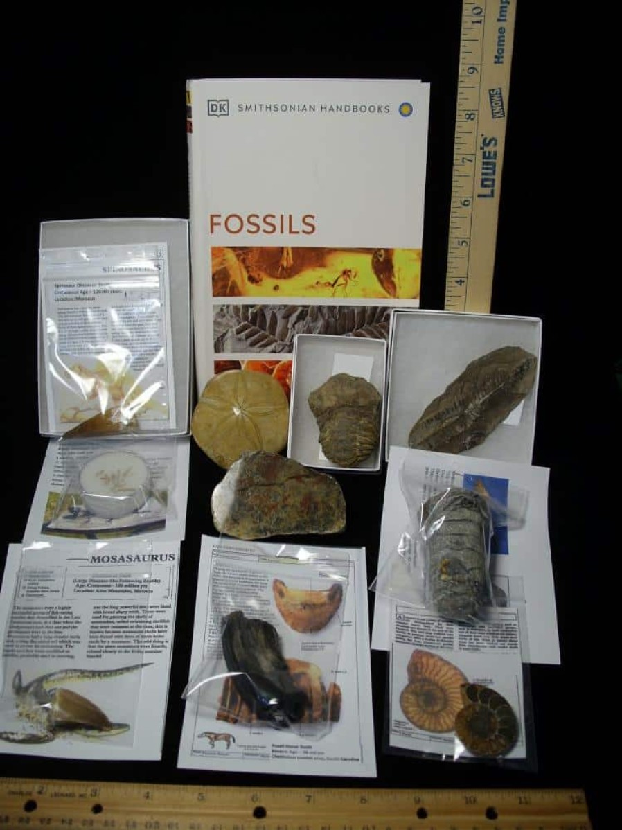 Collection Kits StonesBones | #11 Beginners Fossil Kit (063923D) - The Stones & Bones Collection