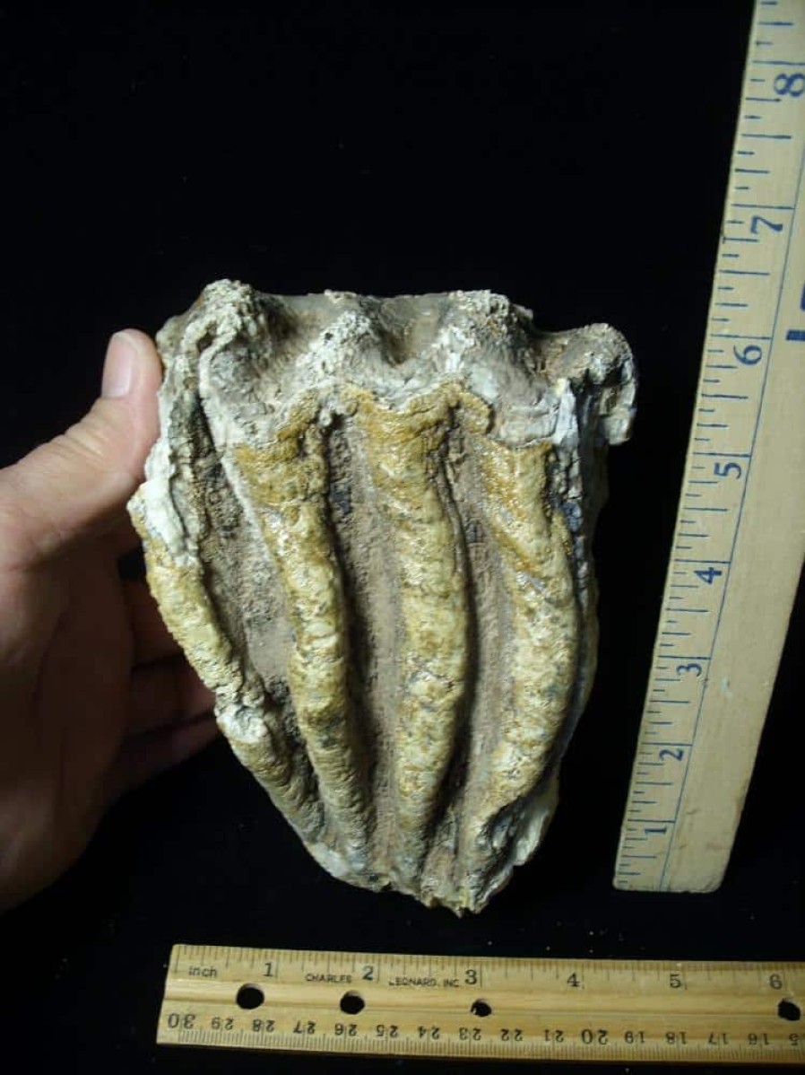 Mammal Fossils StonesBones | Fossilized Mammoth Molar (062123P) - The Stones & Bones Collection