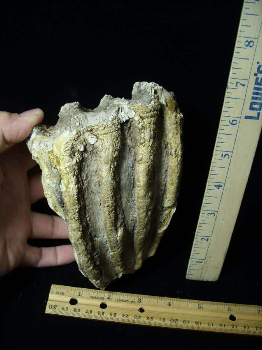 Mammal Fossils StonesBones | Fossilized Mammoth Molar (062123P) - The Stones & Bones Collection