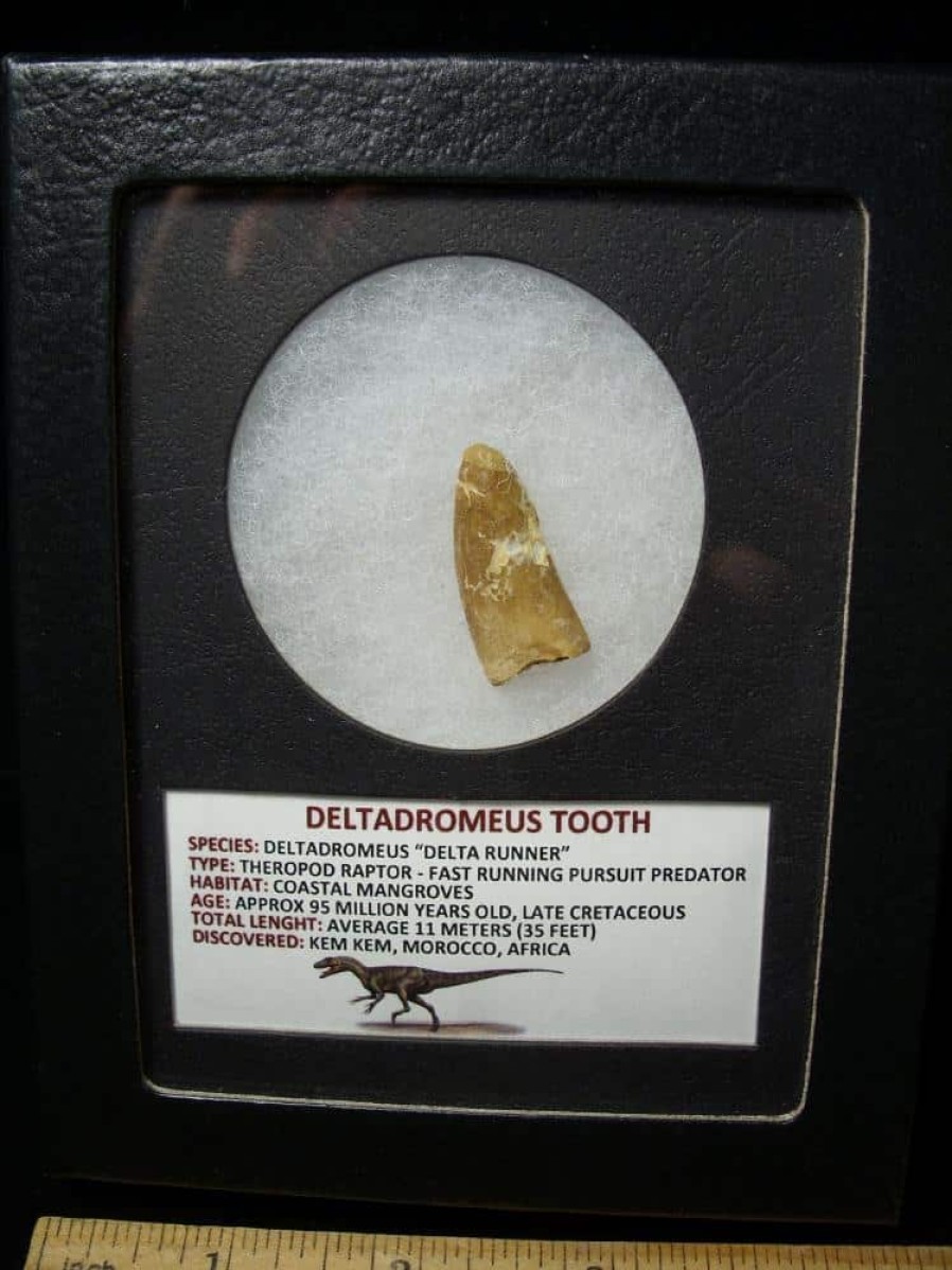 Dinosaur Claws & Teeth StonesBones | Deltadromeus Dinosaur Tooth (100422K) - The Stones & Bones Collection