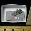 Crinoid Fossils For Sale StonesBones | Indiana Fossil Crinoid (110222G) - The Stones & Bones Collection