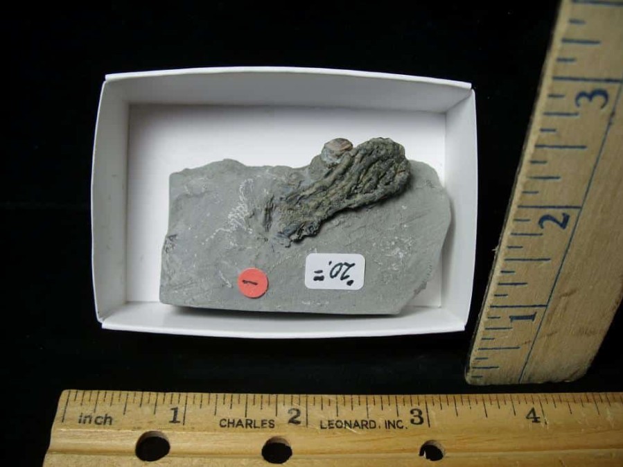 Crinoid Fossils For Sale StonesBones | Indiana Fossil Crinoid (110222G) - The Stones & Bones Collection