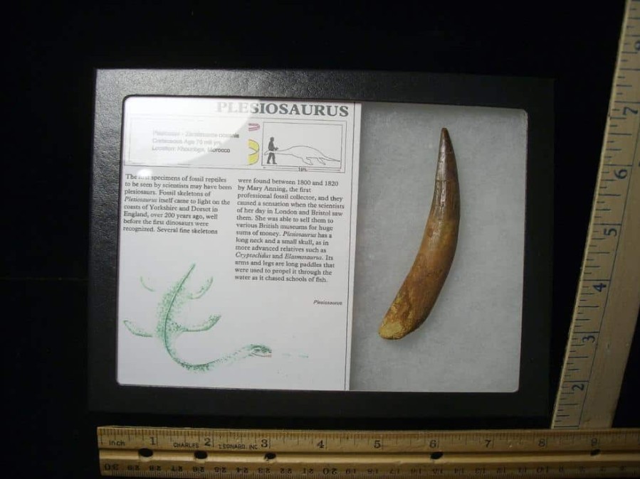 Dinosaur Claws & Teeth StonesBones | Plesiosaurus Dinosaur Tooth (123023F) - The Stones & Bones Collection