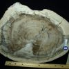 Petrified Wood StonesBones | Madagascar Petrified Wood Log Slice (041823P) - The Stones & Bones Collection