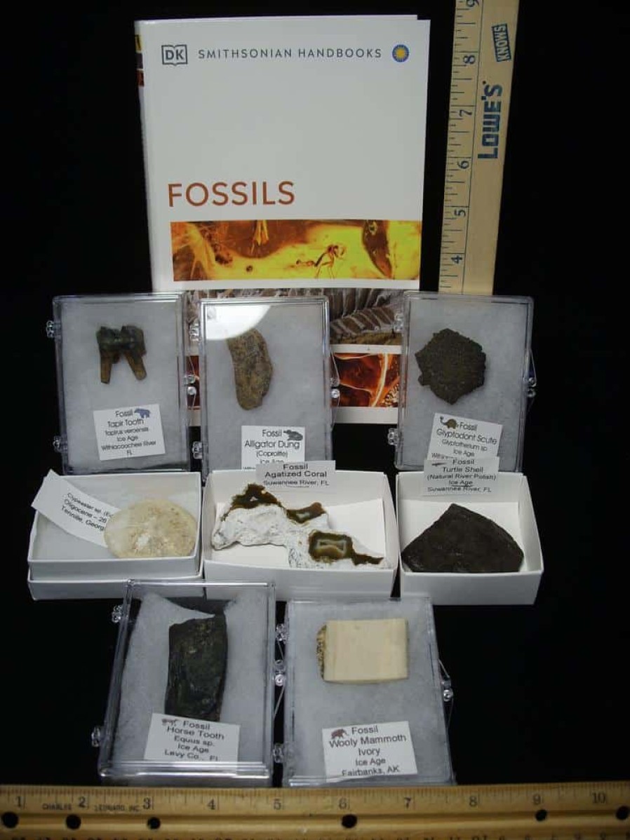 Collection Kits StonesBones | Small Ice Age Fossil Kit (081523R) - The Stones & Bones Collection