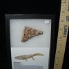 Reptiles StonesBones | Amphibian Metoposaur Fossil Bone (021123A) - The Stones & Bones Collection