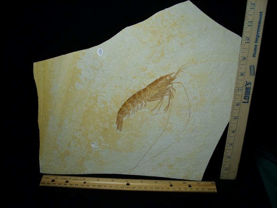 Collector'S Choice StonesBones | Very Large Fossil Shrimp Specimen (052923J) - The Stones & Bones Collection