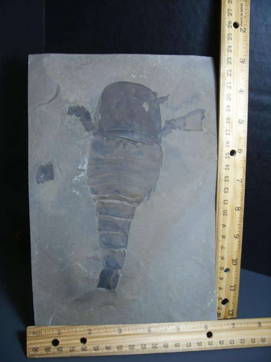 Eurypterids (Sea Scorpions) StonesBones | Eurypterid Specimen (012024K) - The Stones & Bones Collection