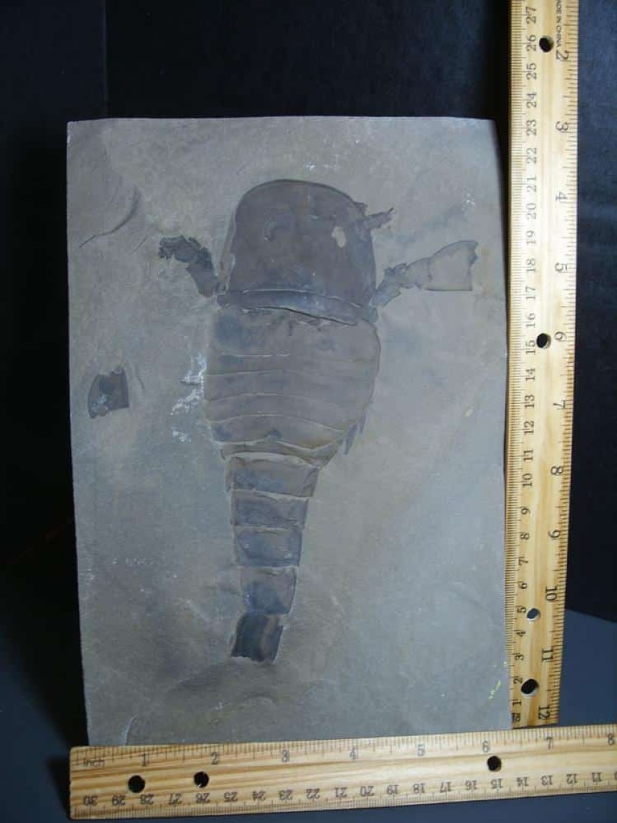 Eurypterids (Sea Scorpions) StonesBones | Eurypterid Specimen (012024K) - The Stones & Bones Collection