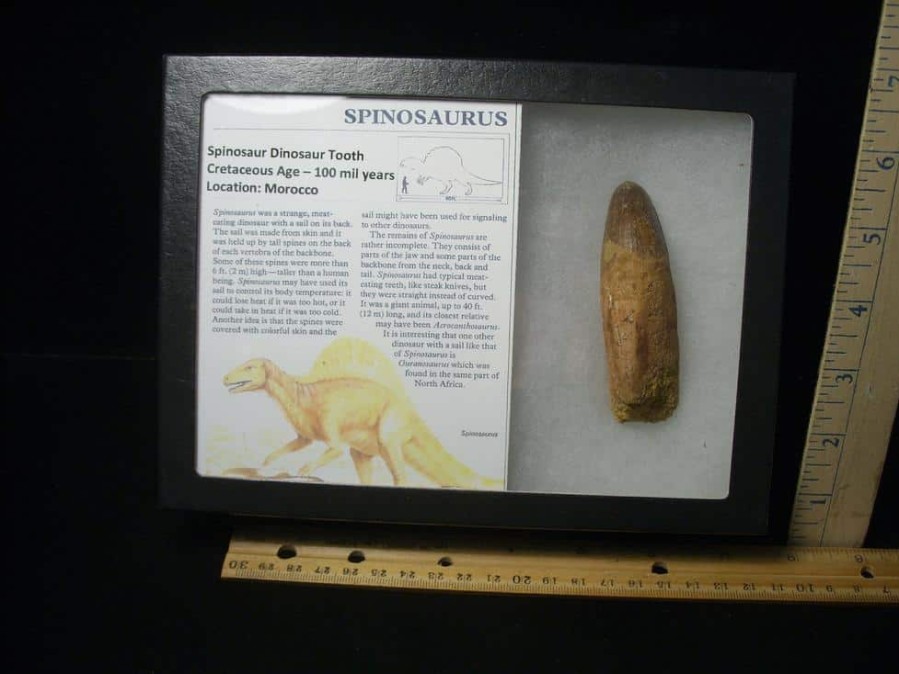 Dinosaur Claws & Teeth StonesBones | Large Authentic Spinosaurus Dinosaur Tooth (122823P) - The Stones & Bones Collection