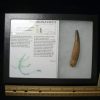 Dinosaur Claws & Teeth StonesBones | Plesiosaurus Dinosaur Tooth (123023G) - The Stones & Bones Collection