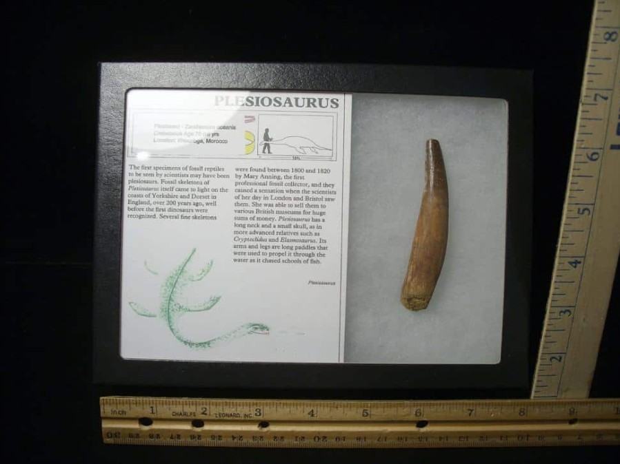 Dinosaur Claws & Teeth StonesBones | Plesiosaurus Dinosaur Tooth (123023G) - The Stones & Bones Collection