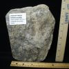 Dinosaur Tracks StonesBones | Dinosaur Track (120823H) - The Stones & Bones Collection