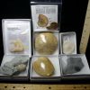 Collection Kits StonesBones | 7 Count Beginners Fossil Kit (091322E) - The Stones & Bones Collection