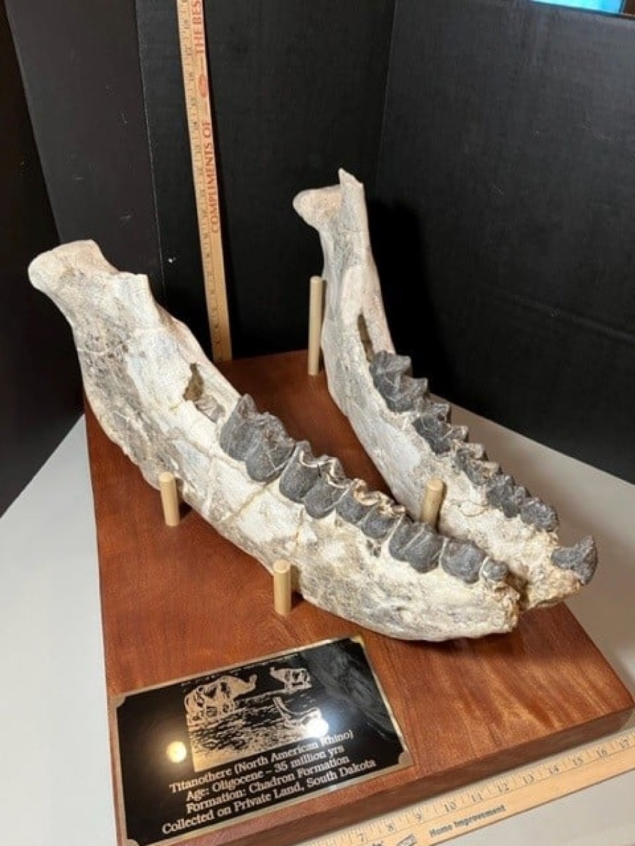 Collector'S Choice StonesBones | Very Rare Lower Jaws Of Titanothere (080823Z)...On Hold For Kern T 08/24/23***Sold - The Stones & Bones Collection