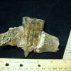 Mammal Fossils StonesBones | Fossilized Horse Tooth In Jaw (070423C) - The Stones & Bones Collection