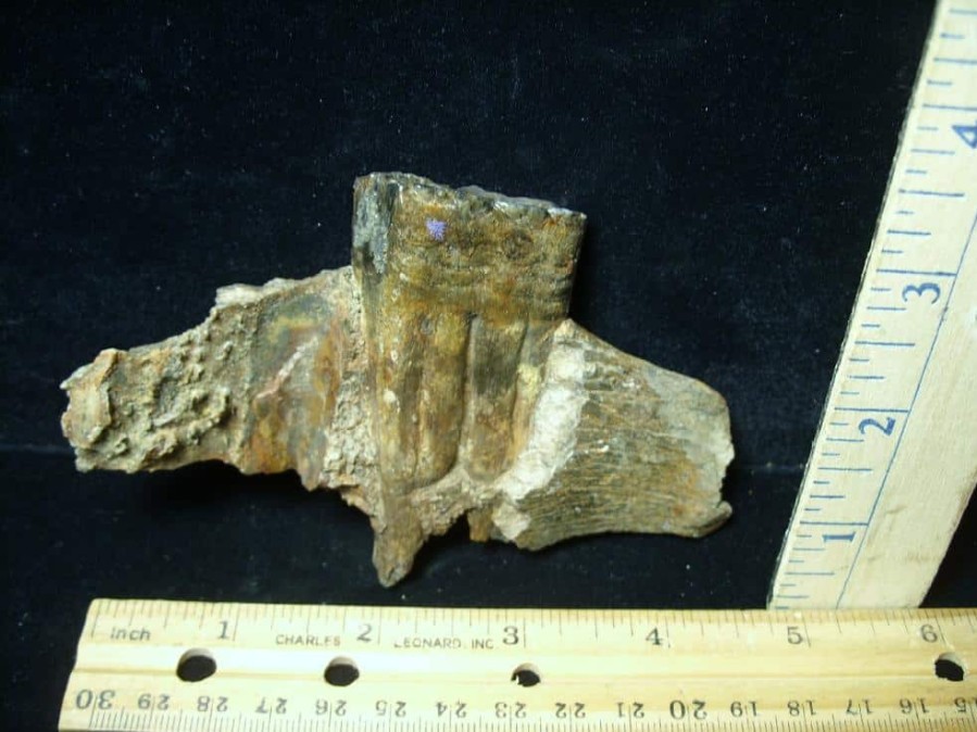 Mammal Fossils StonesBones | Fossilized Horse Tooth In Jaw (070423C) - The Stones & Bones Collection