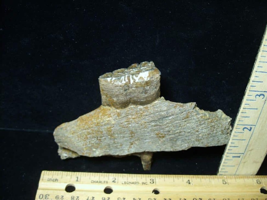 Mammal Fossils StonesBones | Fossilized Horse Tooth In Jaw (070423C) - The Stones & Bones Collection