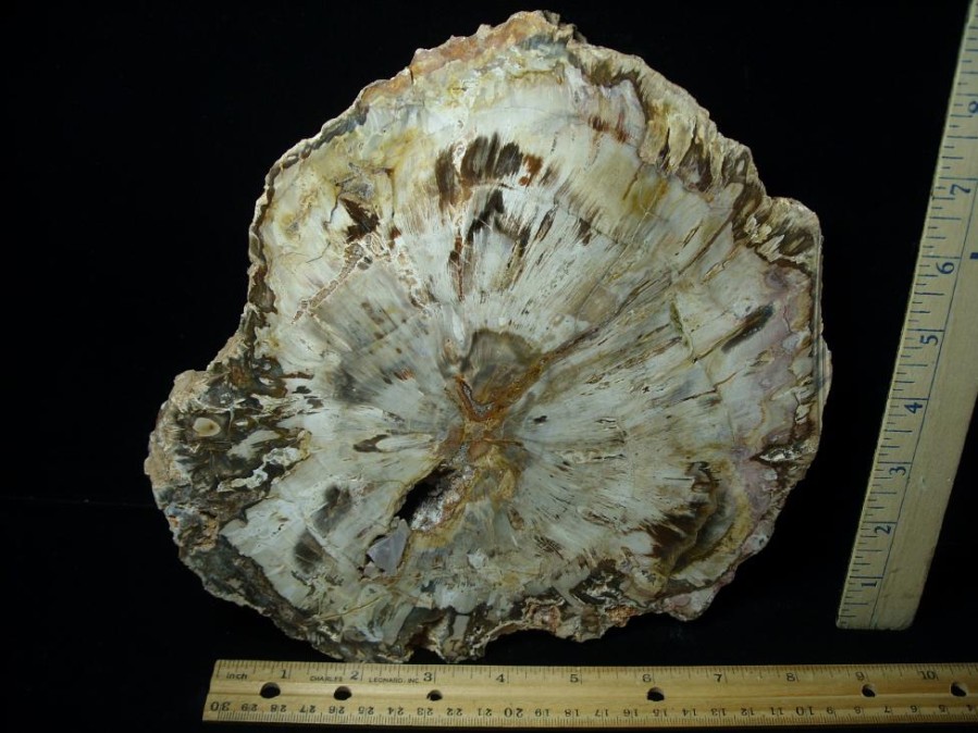 Petrified Wood StonesBones | Madagascar Petrified Wood Log Slice (051523J) - The Stones & Bones Collection