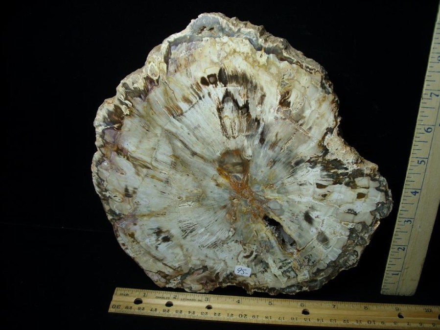 Petrified Wood StonesBones | Madagascar Petrified Wood Log Slice (051523J) - The Stones & Bones Collection