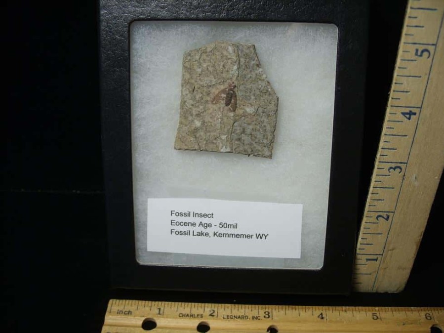 Fossil Insects StonesBones | Fossilized Insect (122823C) - The Stones & Bones Collection