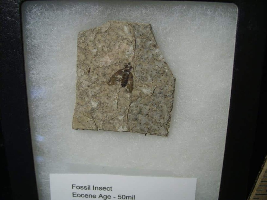 Fossil Insects StonesBones | Fossilized Insect (122823C) - The Stones & Bones Collection