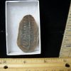 Plant Fossils StonesBones | Mazon Creek Fern Fossil Nodule (110922M) - The Stones & Bones Collection