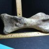 Dinosaurs Bones StonesBones | Large Edmontosaurus Dinosaur Metatarsal (012823Rs) - The Stones & Bones Collection