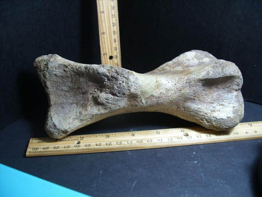 Dinosaurs Bones StonesBones | Large Edmontosaurus Dinosaur Metatarsal (012823Rs) - The Stones & Bones Collection