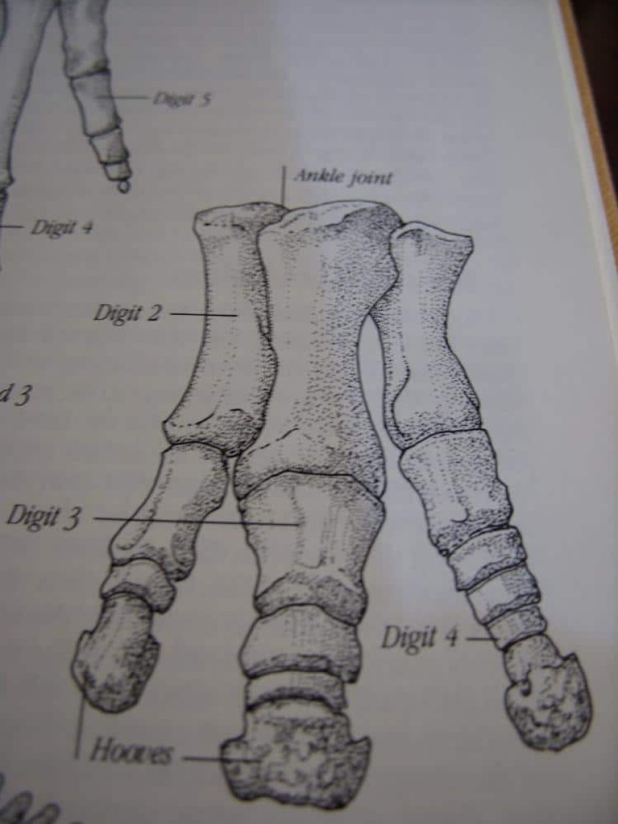 Dinosaurs Bones StonesBones | Large Edmontosaurus Dinosaur Metatarsal (012823Rs) - The Stones & Bones Collection