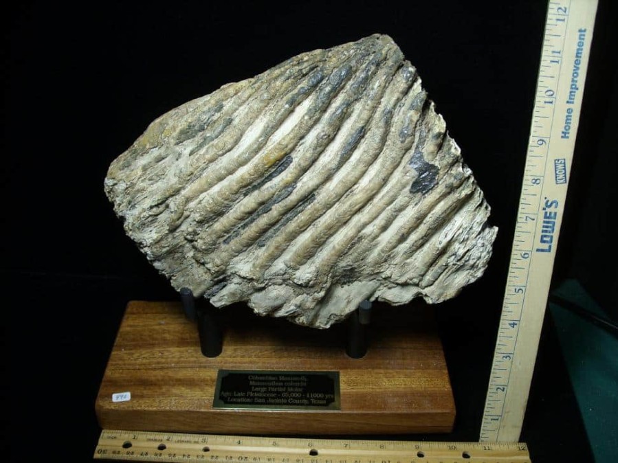 Collector'S Choice StonesBones | Fossilized Mammoth Molar (080323J) - The Stones & Bones Collection