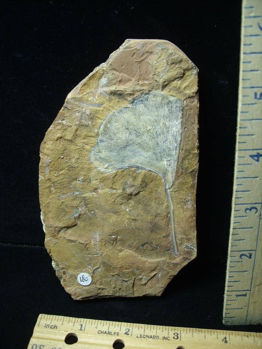 Plant Fossils StonesBones | Fossil Ginkgo Leaf (081523E) - The Stones & Bones Collection