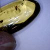 Amber StonesBones | Dominican Amber Specimen With Wasp & Fly (022323G) - The Stones & Bones Collection