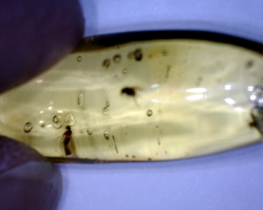 Amber StonesBones | Dominican Amber Specimen With Wasp & Fly (022323G) - The Stones & Bones Collection