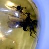 Amber StonesBones | Dominican Amber Specimen With Wasps And Spider (022323M) - The Stones & Bones Collection