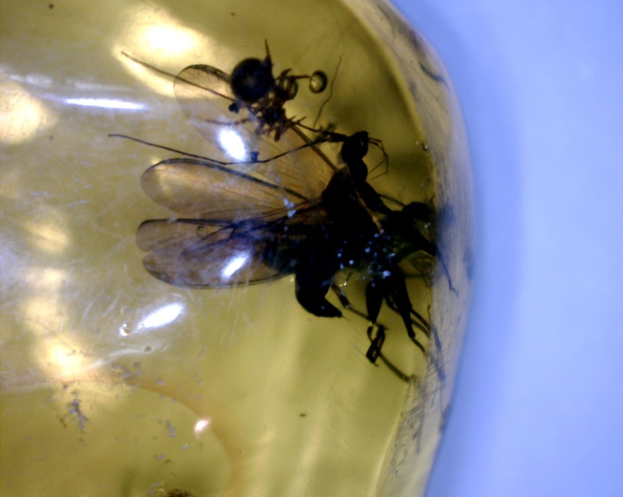 Amber StonesBones | Dominican Amber Specimen With Wasps And Spider (022323M) - The Stones & Bones Collection