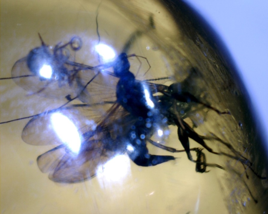 Amber StonesBones | Dominican Amber Specimen With Wasps And Spider (022323M) - The Stones & Bones Collection