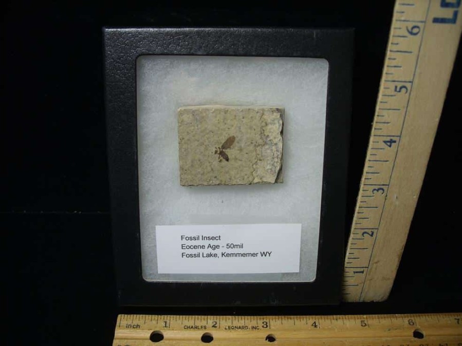 Fossil Insects StonesBones | Fossilized Insect (122823A) - The Stones & Bones Collection